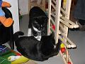 Spike & Zoey 3 november 2008 (7)